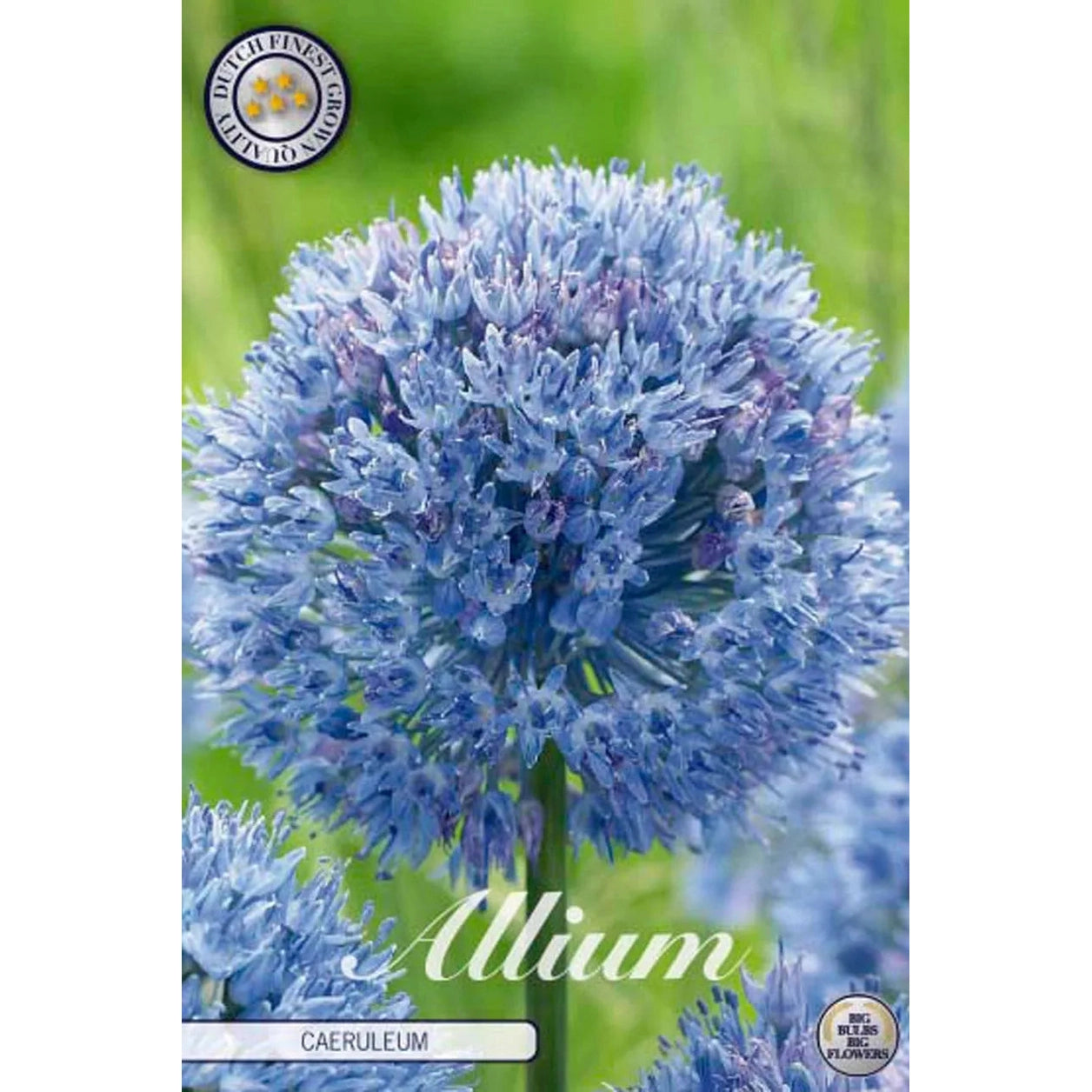 Allium 'Caeruleum' 15-pack